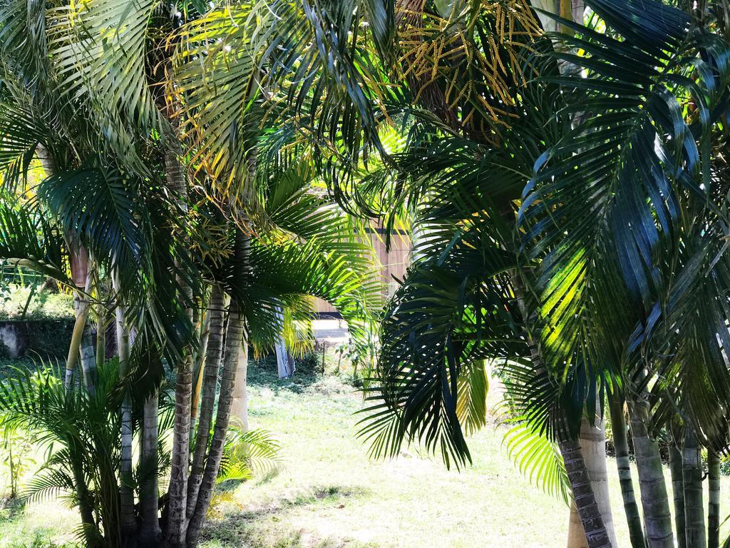 Tsunami Hostel Tamarindo Exterior photo
